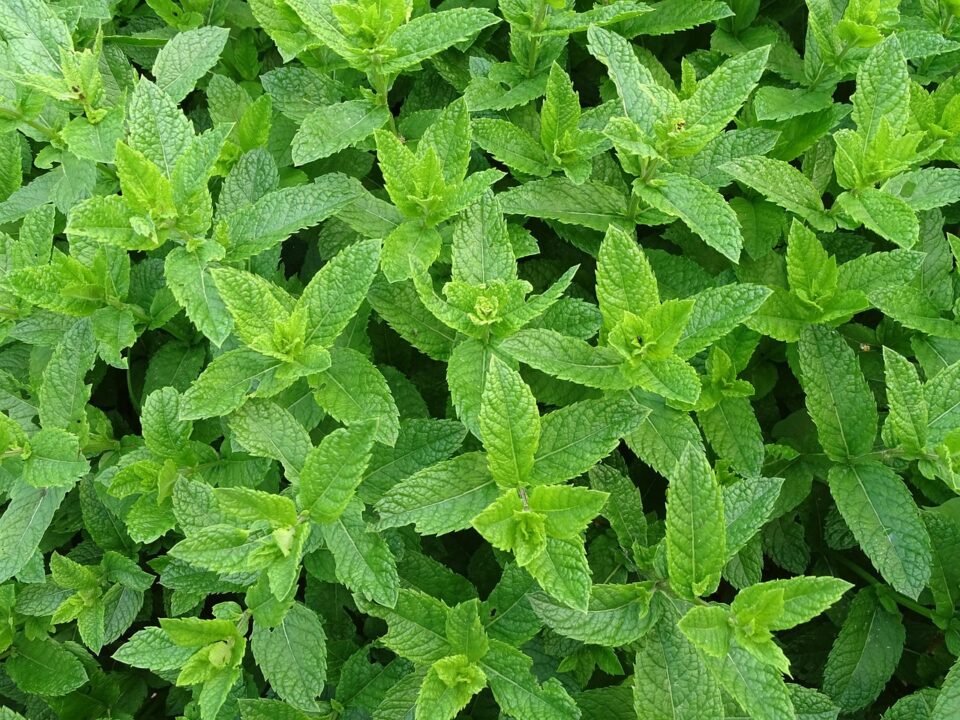 Benefits of Mint Leaves Why This Cooling Herb Is Great for Your Health