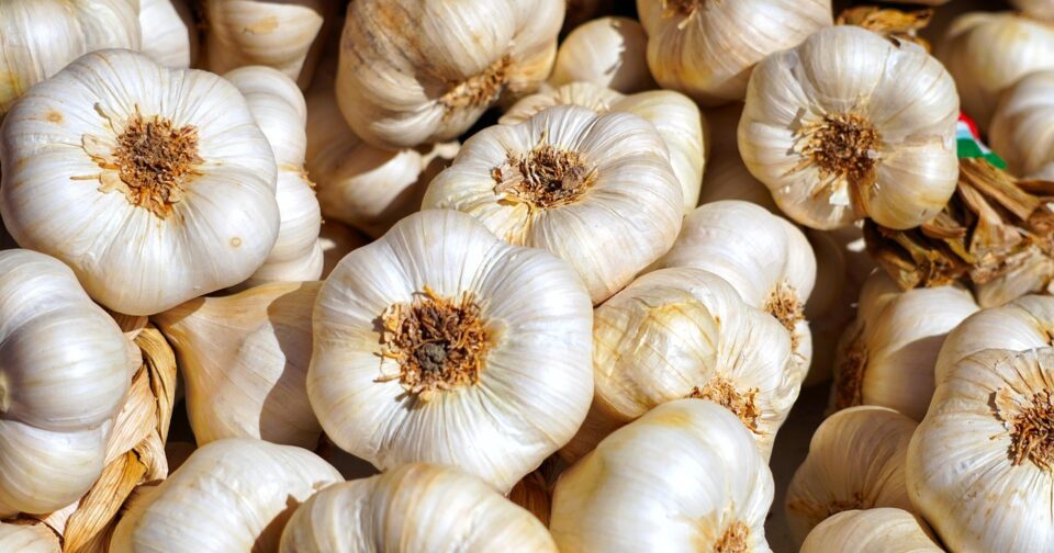 10 Powerful Health Benefits of Eating Raw Garlic Daily
