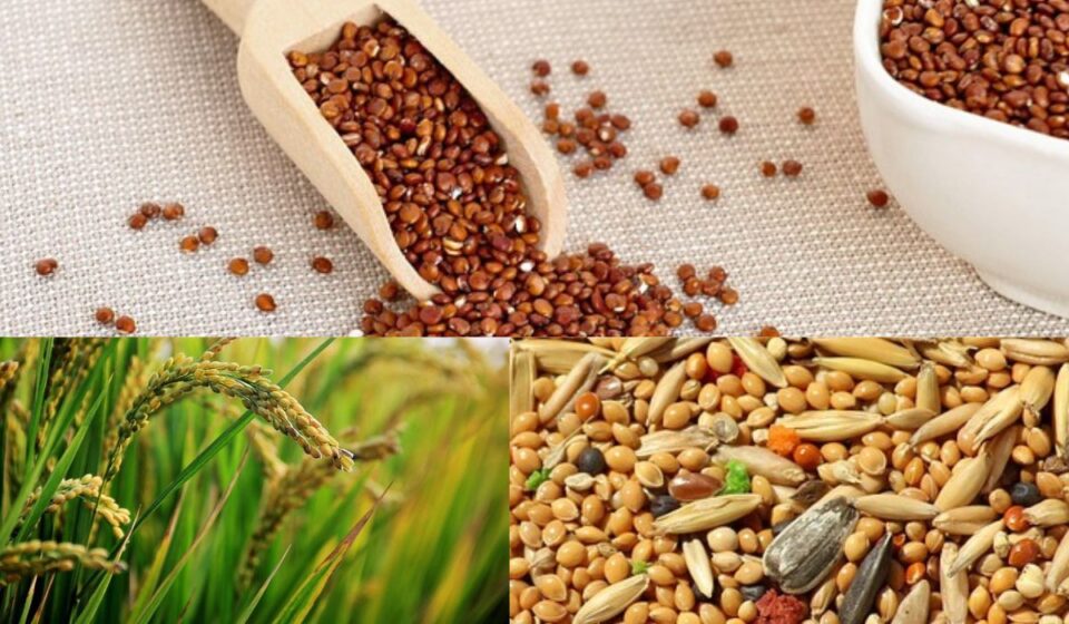 Sawa, Kodo, and Ragi: Not Just Grains but Natural Power Medicines Recommended by Doctors